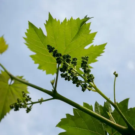 Casa Flora 3-minutes' Walk From The 펜션