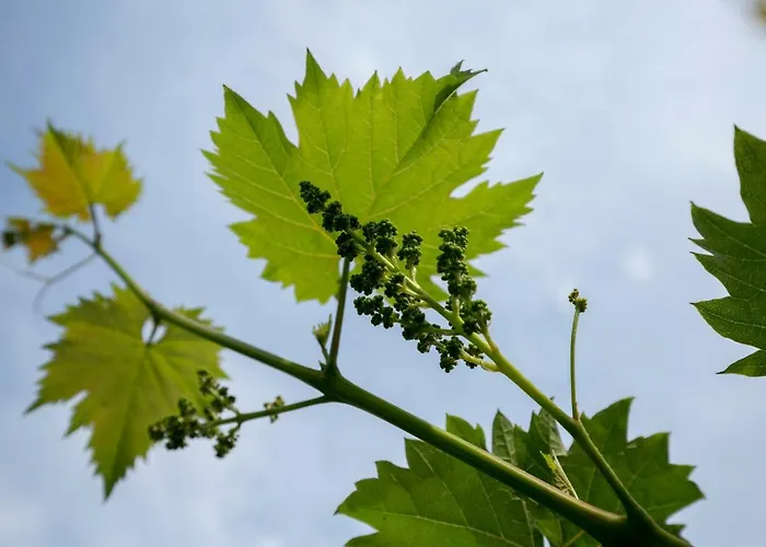 Casa Flora 3-minutes' Walk From The 펜션